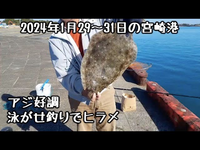 油津港で釣れたヒラメの釣り・釣果情報 - アングラーズ