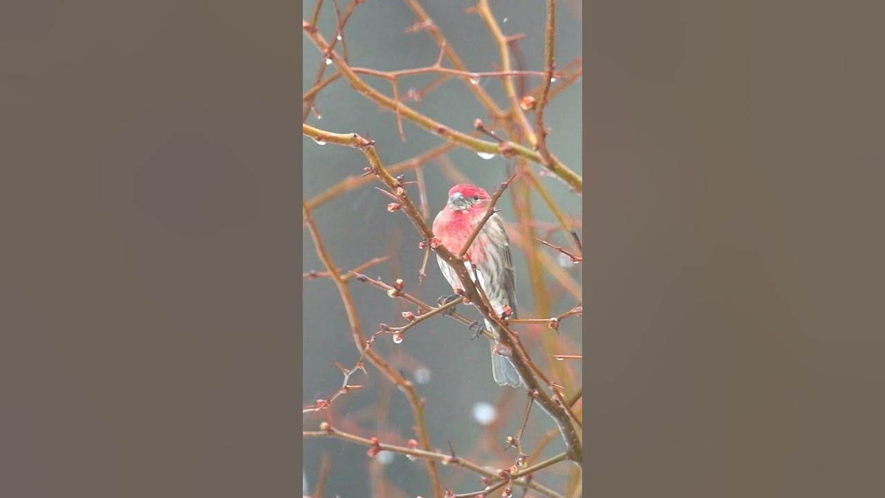 09 House Finch Call/Sound-----House Finch in Snow - YouTube