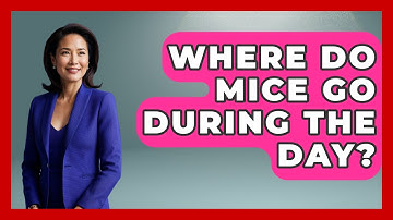Where Do Mice Go During The Day? - Insects and Invaders
