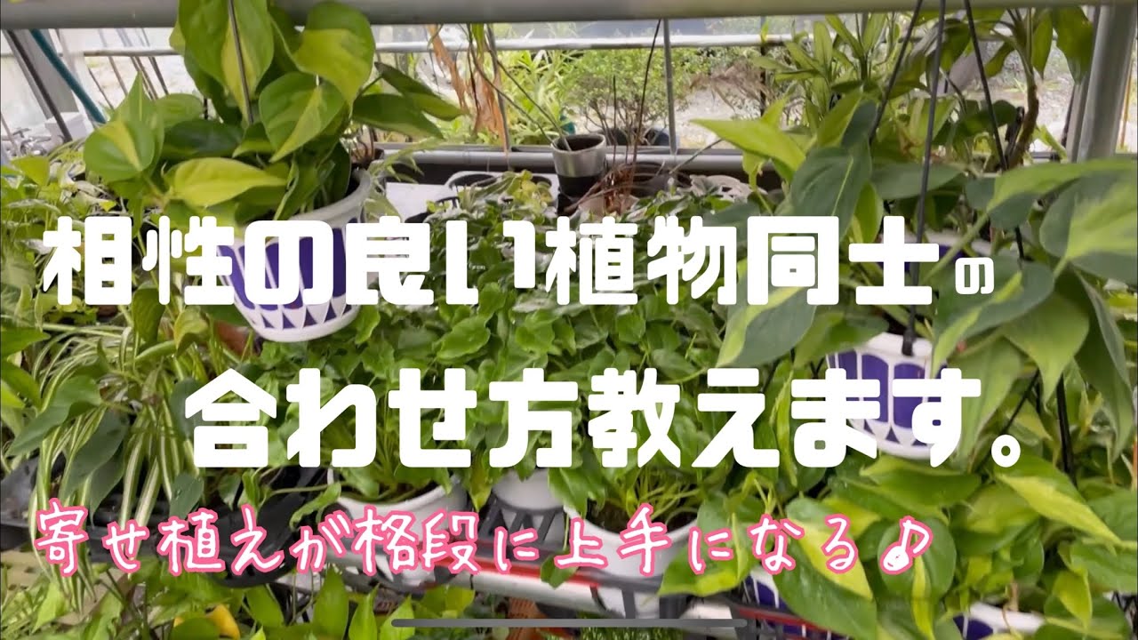 魅力的な価格 観葉植物寄せ植え柄抜デザインスタンドアイアンスクエア