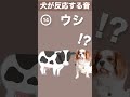 【犬が反応する音】その(14) 犬が喜ぶ音／犬が首をかしげる音／犬が寄ってくる音 #shorts
