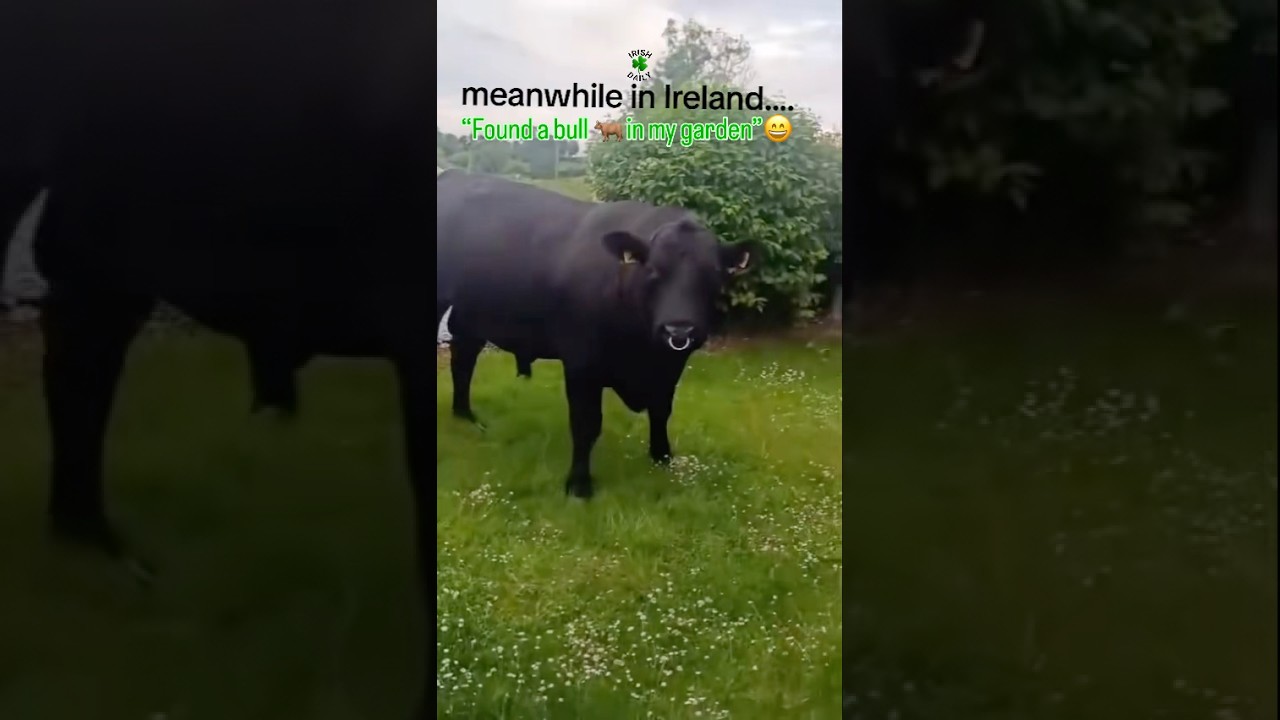 Best caption wins 😂☘️ 🐂 #Onlyinireland