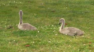 Baby Swans in San Francisco (June 2016)