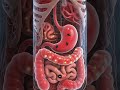 Swallowed Watermelon Seeds? Here's What Happen Inside Your Body #shorts #science #humanbody