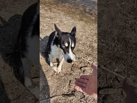 Как вы думаете собаки чувствуют доброту? #собака #animals #животные #добро