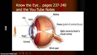 Vision Basics