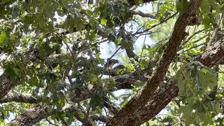 Hawk feeding chicks 1