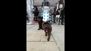 Sci-Fi Celebrations at Hyde Civic Square Artisan Market - Visited by Two Affenpinschers by AffieFilms 142 views 1 year ago 4 minutes, 15 seconds