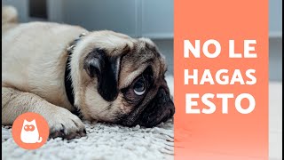 10 COSAS que DAÑAN EMOCIONALMENTE a tu PERRO