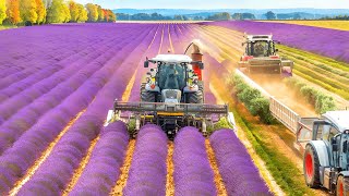 Lavender Fields of Provence, France  Rolling hills of purple lavender bathed in warm sunlight