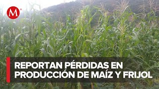 Falta de lluvias afecta la producción de maíz y frijol en Cintalapa, Chiapas