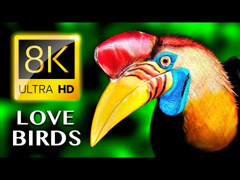 Erkenci kuşlar  8K ULTRA HD - Lüks Koleksiyon Yırtıcı kuşlar ve Kuş Cıvıltıları