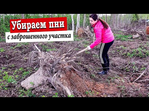 Купили Заброшенный Дачный участок / Расчистка участка / Семьёй Убираем Пни / Дача с нуля / 2 сезон