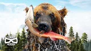 How Grizzlies Feed Trees with Salmon I Climate Heroes