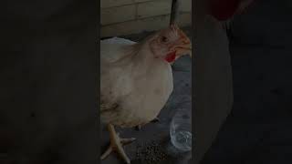 Makin Berat Sudah Dia Ni Gaiss entertainings ayamdaging