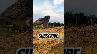 Download Lagu tekukur pikat menguku MP3