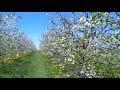 6P FROZEN FRUIT SOT.mov