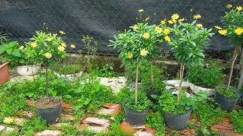 Bán cây cúc thân gỗ hàng thoát thân 0977973535