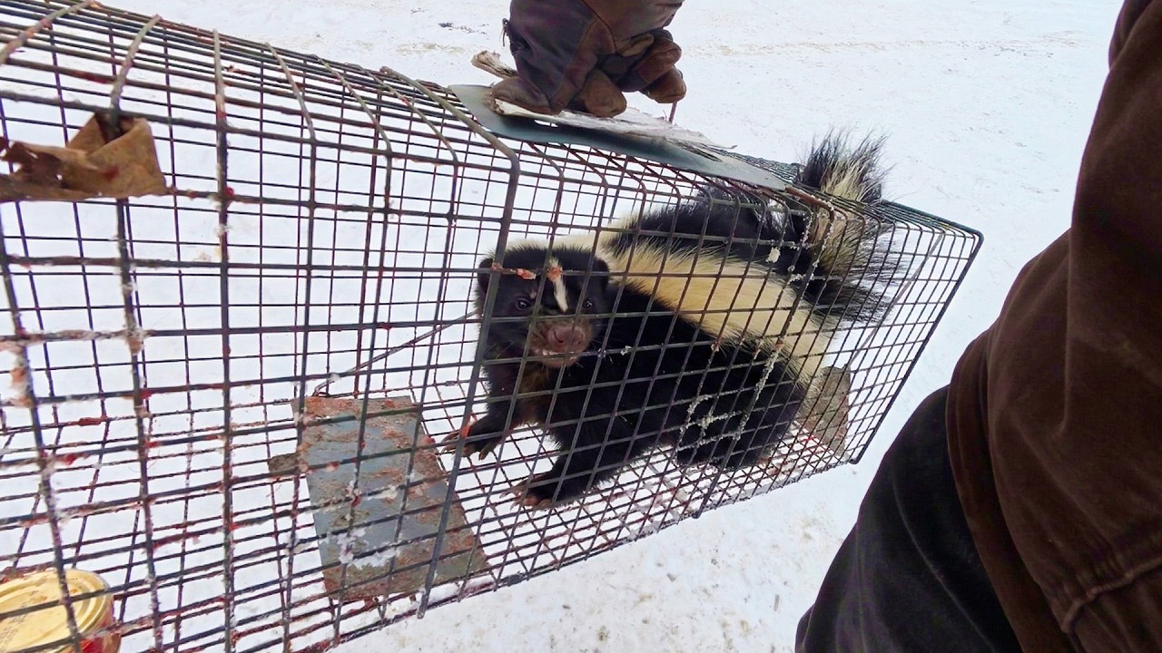 The Skunk Problem is Getting Worse