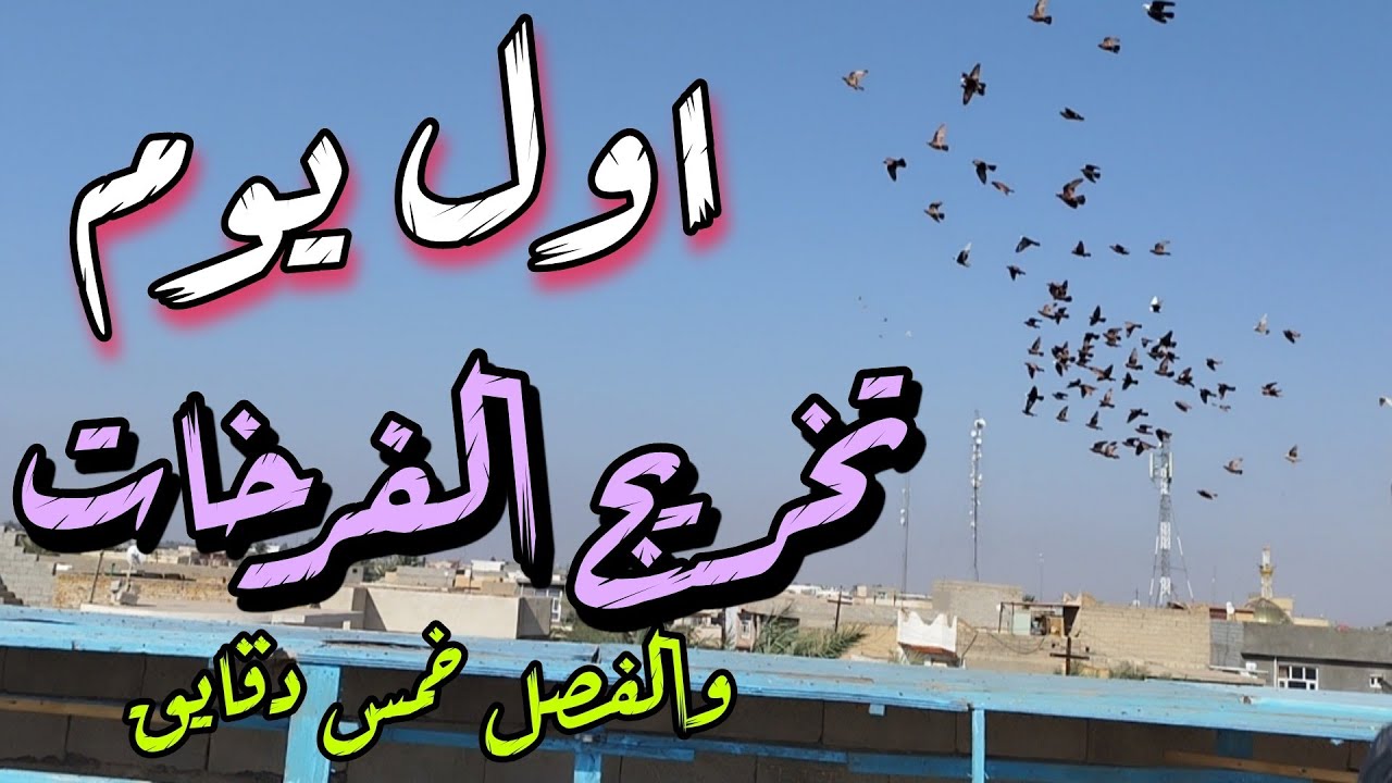 صيد  واول يوم تخريج الفرخات والفصل خمس دقايق 7/3/2024