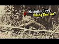 5 Kebenaran Harimau Jawa, Sang Loreng Jawa Yang Menolak Punah