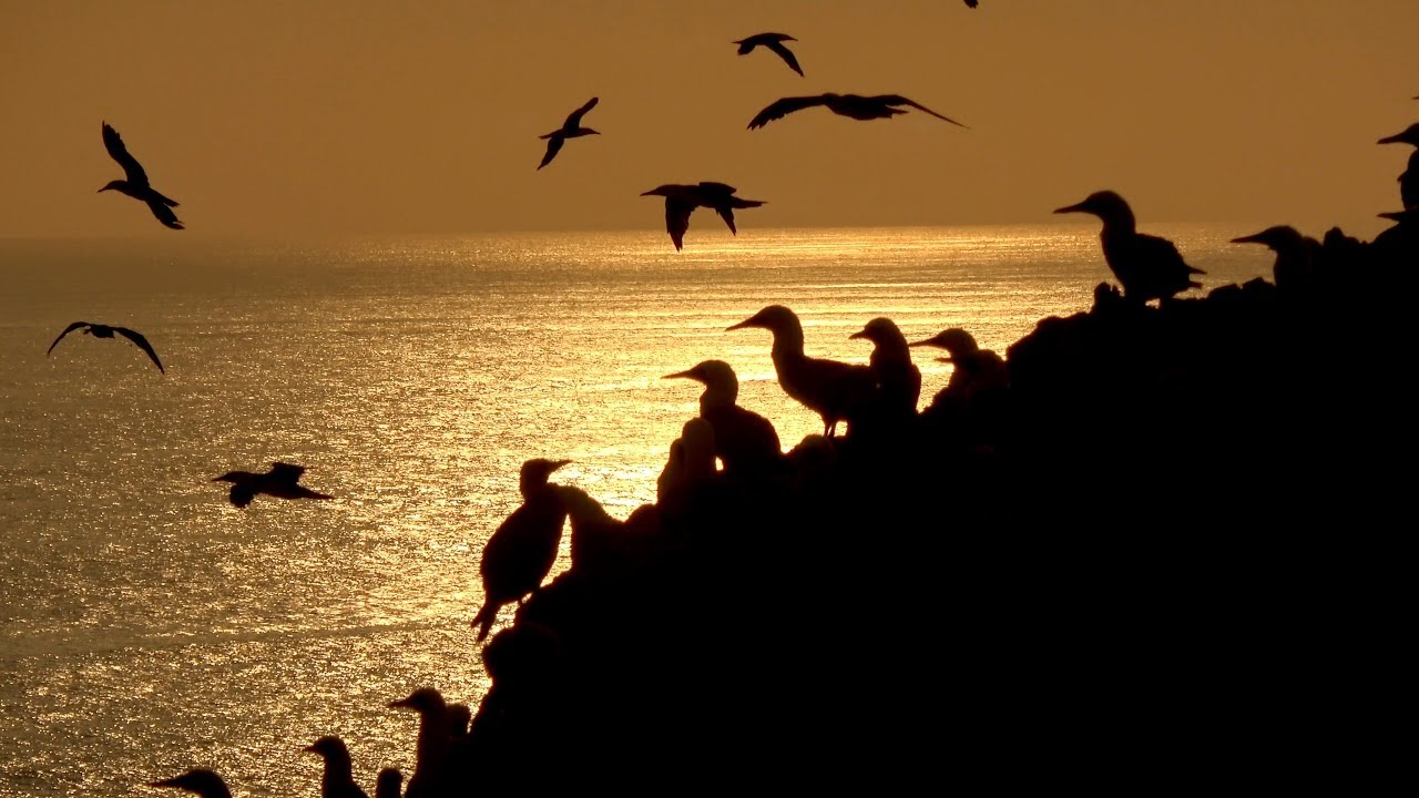 Islas Guañape HD-corto