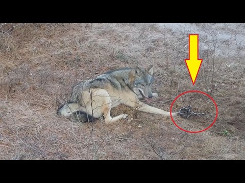 Vidéo: Les Estoniens Sauvent Le Loup De La Glace En Pensant Qu'il S'agissait D'un Loup