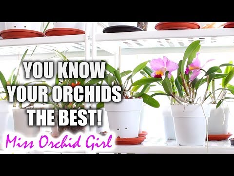 Context in solving Orchid problems - The red pigmentation + Mg deficiency theory