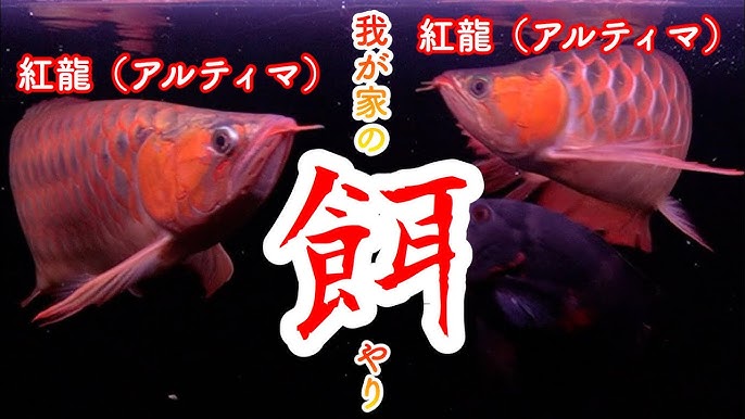 アロワナ飛び出し防止策 Youtube アロワナ飛び出し防止策 Youtube