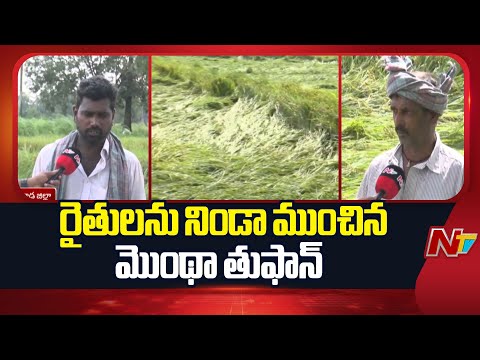 Cyclone Montha Effect: కాకినాడ జిల్లాలో రైతులను నిండా ముంచిన మొంథా తుఫాన్ ...| NTV Telugu - NTVTELUGU