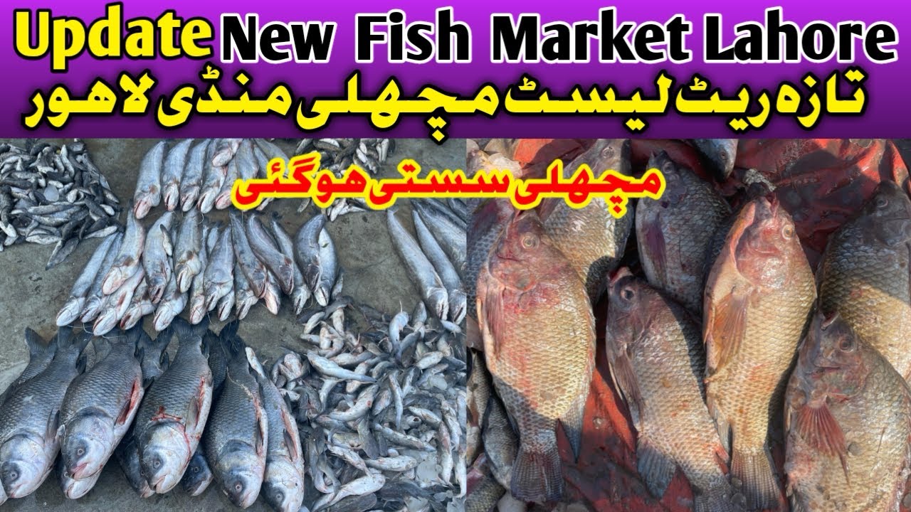 Lahore Machli Mandi , New fish market lahore, Latest Video Machli Mandi , Update fish market lahore