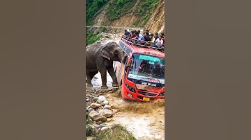 DRAMATIC ELEPHANT ATTACK!! Tourist Bus Struck on Cliff Edge | AI-Generated
