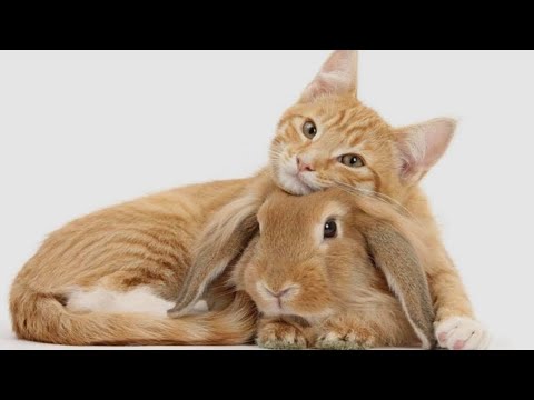 LET'S BE FRIENDS ? 🐇🐈🐰🤗 VERY ADORABLE & CUTE CAT AND RABBIT - YouTube