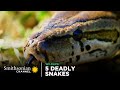 5 Deadly Snakes In Action 🐍 Smithsonian Channel