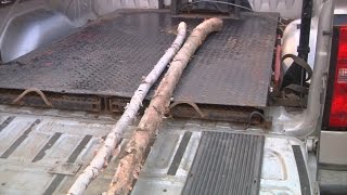 DNR: Birch Trees Being Cut Down Illegally In Northern MN