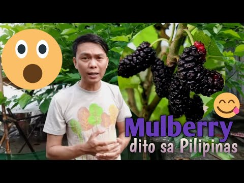 Video: Mga Blackberry At Mulberry (12 Mga Larawan): Ano Ang Pagkakaiba? Paano Sila Naiiba Sa Panlasa? Pagkakaiba Ng Hitsura
