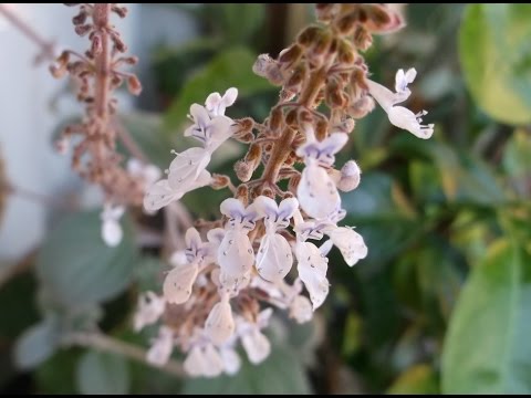 Βίντεο: Plectrantus νότια