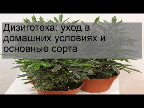 Дизиготека: уход в домашних условиях и основные сорта