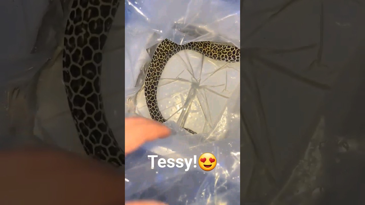 My Tesselata Moray! Leopard Eel,  Honeycomb Moray 