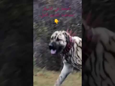 أسد الأناضول أو الكانجال التركي