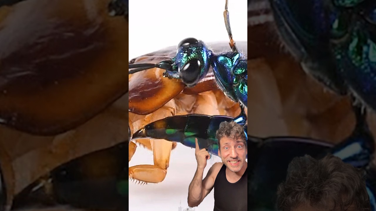 Изумрудная оса-таракан наводит ужас