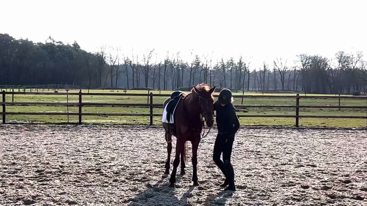 For sale; Isarah 4 year old mare by Vainqueur(gp) x ster sport v Sorento(gp) x Rubiquil(gp) 