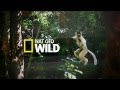 Nat Geo Wild Destination Wild Commercial Advert 2015 Dutch Long Version Nat Geo Wild Destination Wild Commercial Advert 2015 Dutch Long Version
