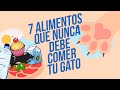 ¡No le des esto a tu gato! 🙀🚫 🍖| ¿Pero no se supone que eran carnívoros?