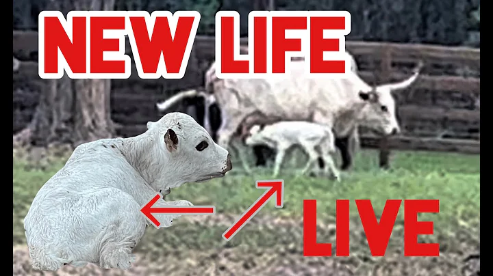Baby Calf at LHL
