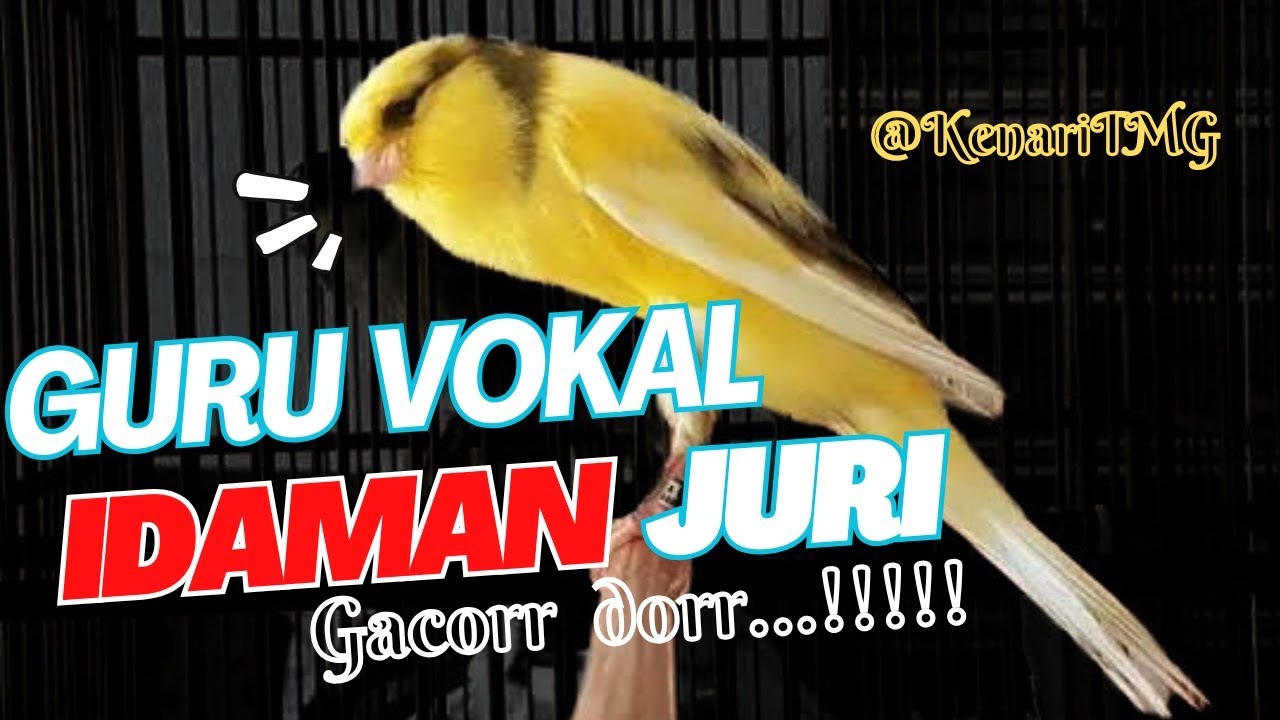 AWAS NYAUT ,MASTERAN KENARI GACOR | NGEREK PANJANG RESPON #kenari #kicaumania #canaryislands #canary