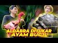 ALDABRA DITUKAR AYAM BUGIL