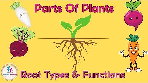 🪴Learn About  Roots...Root Types & Functions | Parts of a Plant| Root as Vegetables| Modified Roots