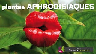 APHRODISIAC PLANTS: THE TRUE, THE FALSE, STORIES, RECIPES AND A NOD FROM PATRICK AND ROLAND