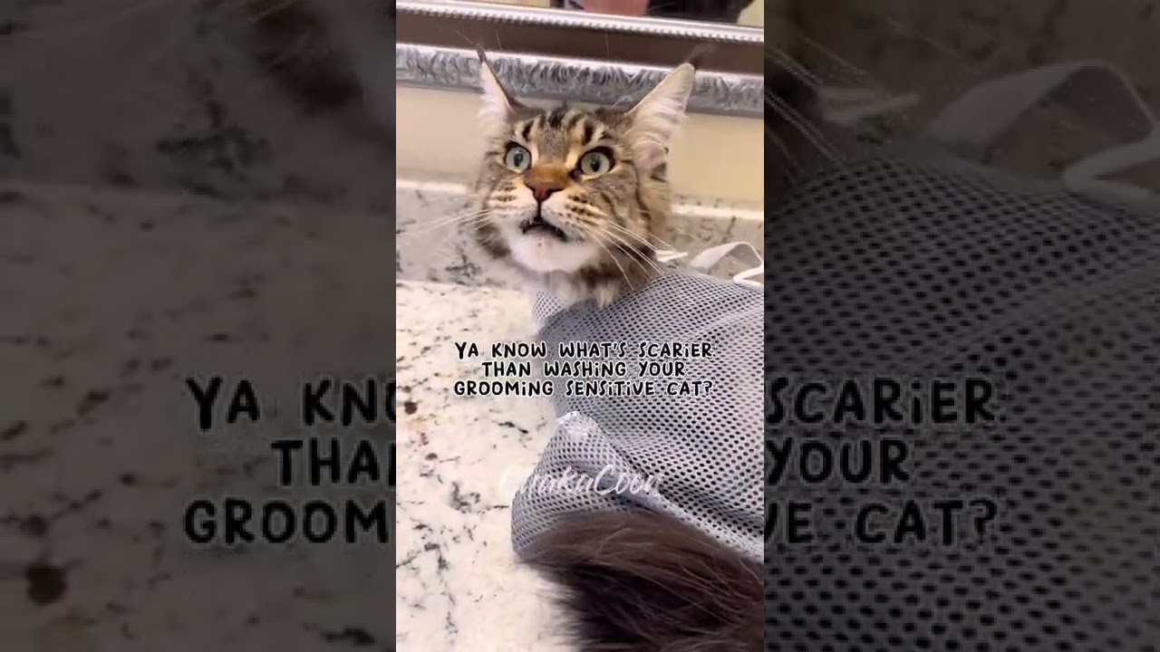 Maine Coon Cat Grooming Bath Bag - ChakaCoon 